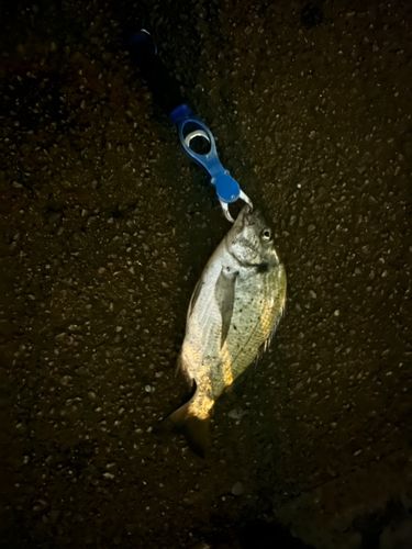 ミナミクロダイの釣果