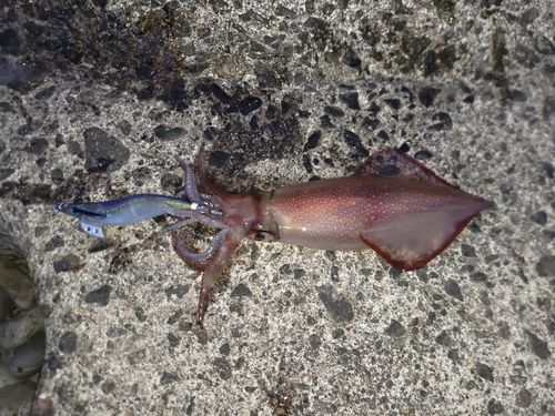 ケンサキイカの釣果