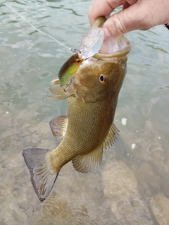 スモールマウスバスの釣果