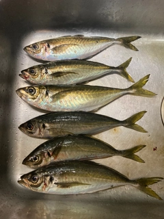 アジの釣果