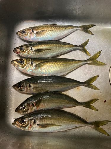 アジの釣果