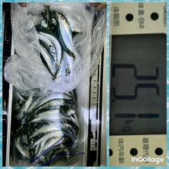 マイワシの釣果