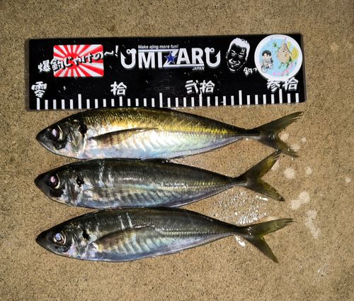 マアジの釣果