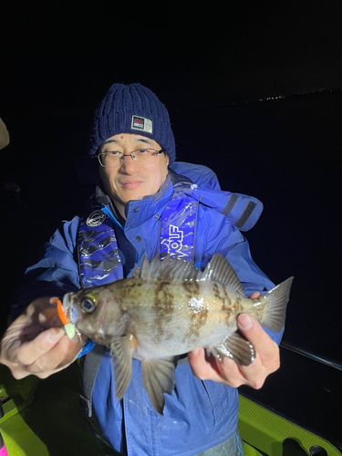 メバルの釣果