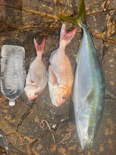 ヤズの釣果