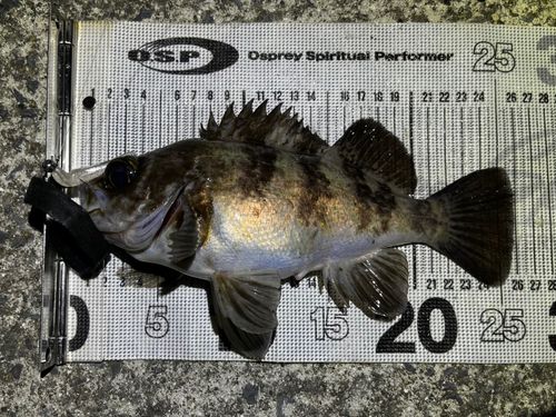 シロメバルの釣果