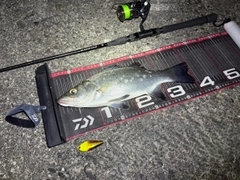 ヒラスズキの釣果