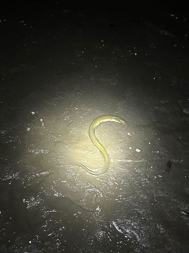 ウナギの釣果