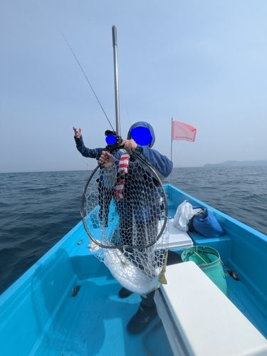 メジロの釣果