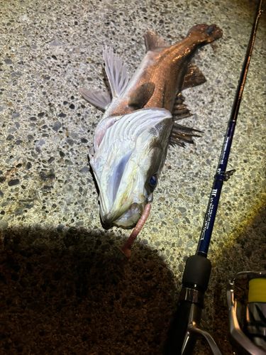 シーバスの釣果