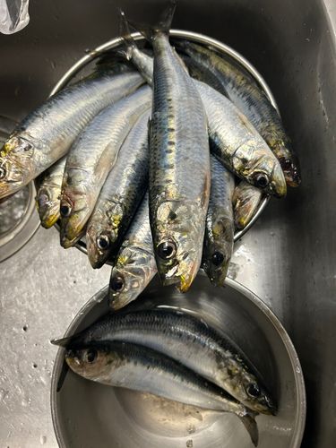 イワシの釣果