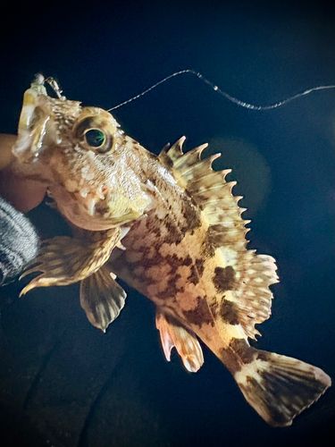 アラカブの釣果