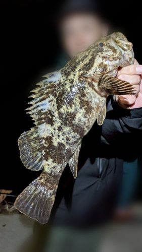 タケノコメバルの釣果