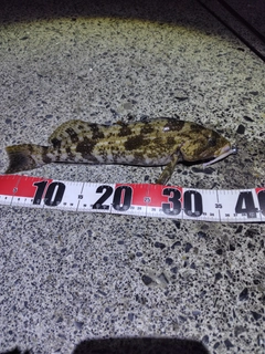 アイナメの釣果