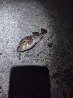 クロソイの釣果