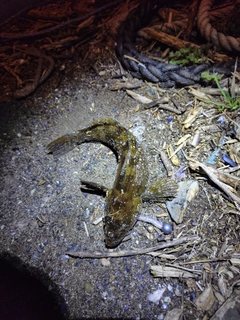 アイナメの釣果