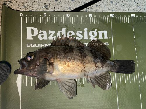メバルの釣果
