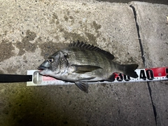 チヌの釣果