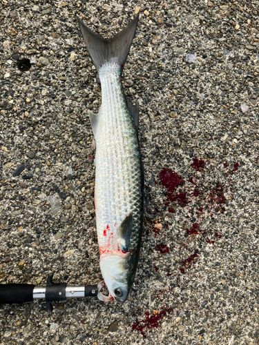 ボラの釣果