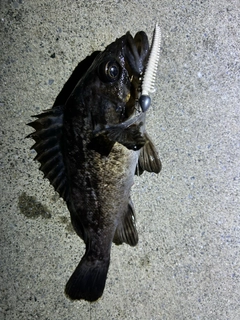 クロソイの釣果