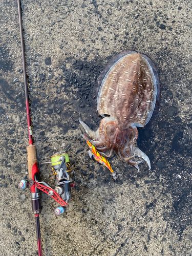 カミナリイカの釣果