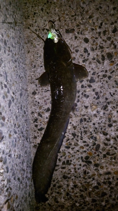ナマズの釣果