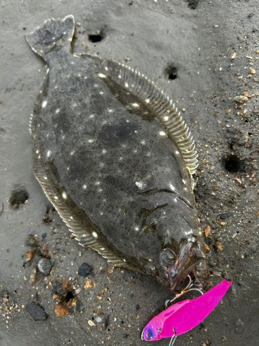 ヒラメの釣果