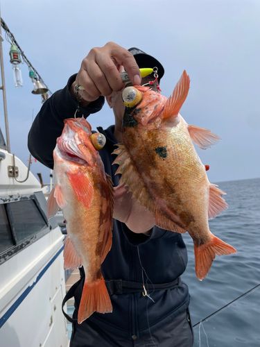 アラの釣果