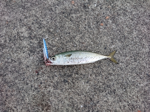 マサバの釣果