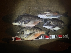 チヌの釣果