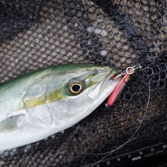 ツバイソの釣果