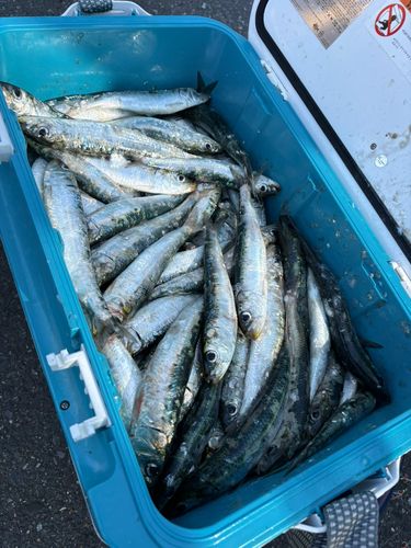 マイワシの釣果
