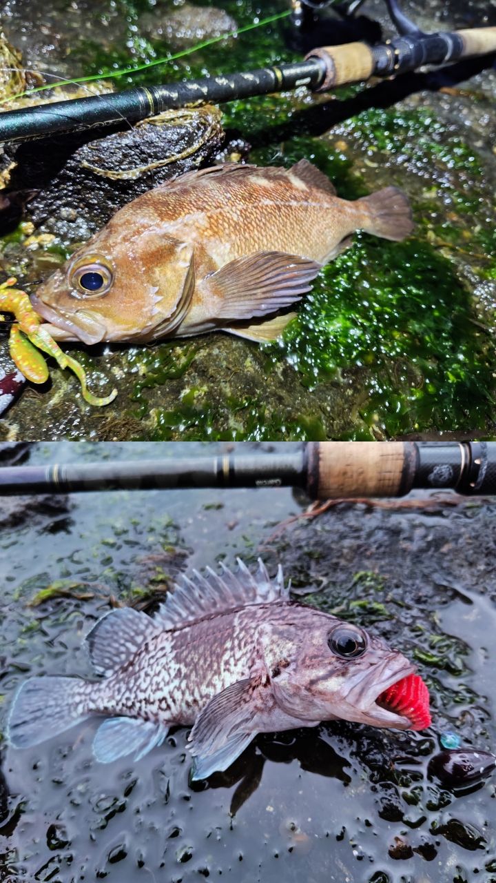 AbuGarcia ソルティーステージ・ロックフィッシュ SXRS-862MH-LA-KRの