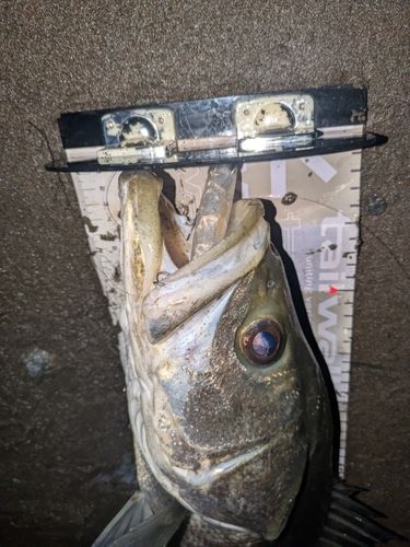 マルスズキの釣果
