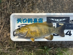 スモールマウスバスの釣果