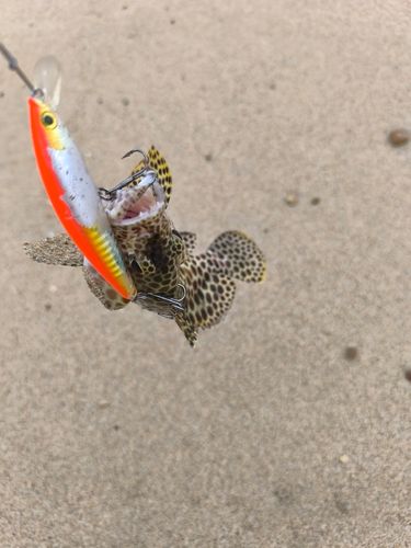 カンモンハタの釣果