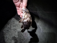 クロソイの釣果