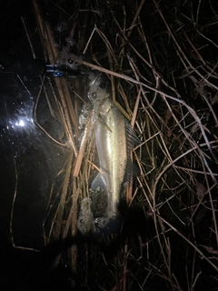 フッコ（マルスズキ）の釣果