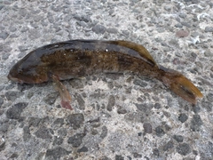 アイナメの釣果