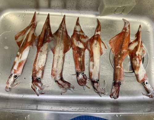ヤリイカの釣果