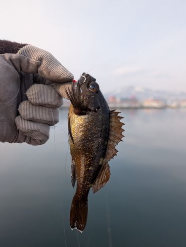 エゾメバルの釣果