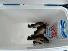 メバルの釣果