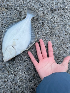 イシガレイの釣果