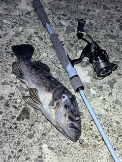 クロソイの釣果
