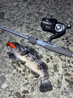 クロソイの釣果