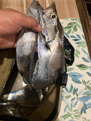 タチウオの釣果