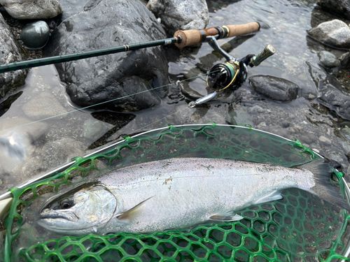 サツキマスの釣果