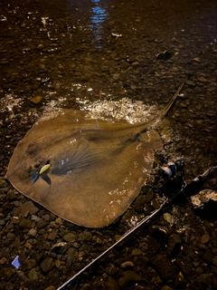 アカエイの釣果