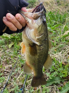 ラージマウスバスの釣果