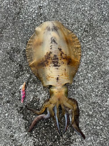 アオリイカの釣果